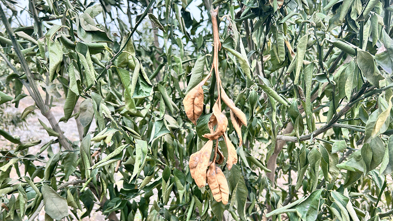 Çiftçiler dikkat! Zirai don tehlikesi kapıda