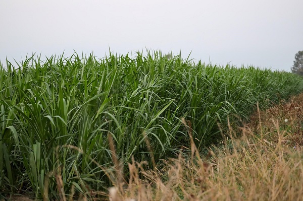 Çiftçiler için milat olacak! Maliyeti yarıya yarı düşürecek proje