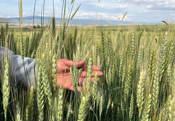 Çiftçiler kara kara düşünüyor! Son ayların korkulu rüyası