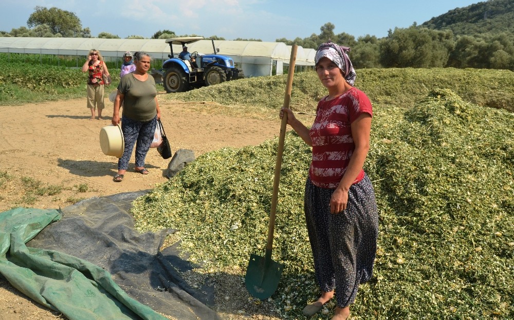 Çiftçiler kışlık kaba yem hazırlıklarına başladı 