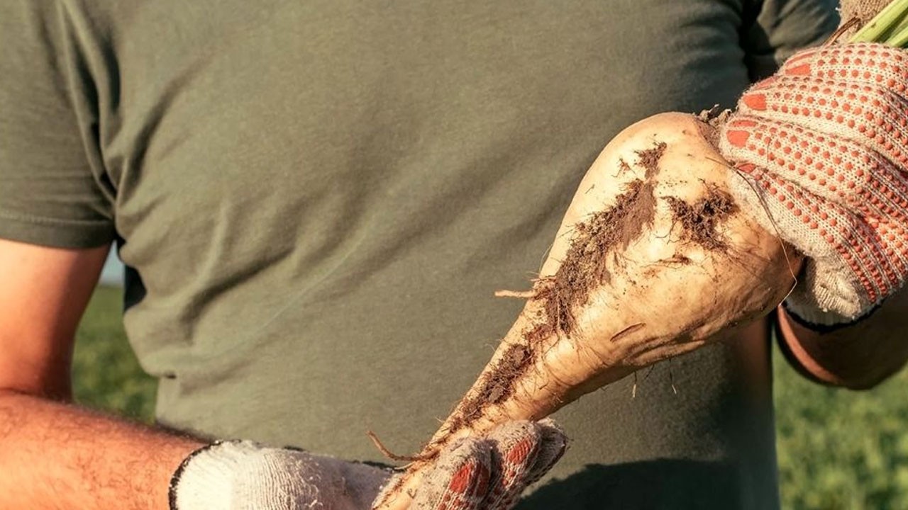 Çiftçiler merakla bekliyordu! Şeker pancarı alım fiyat açıklandı