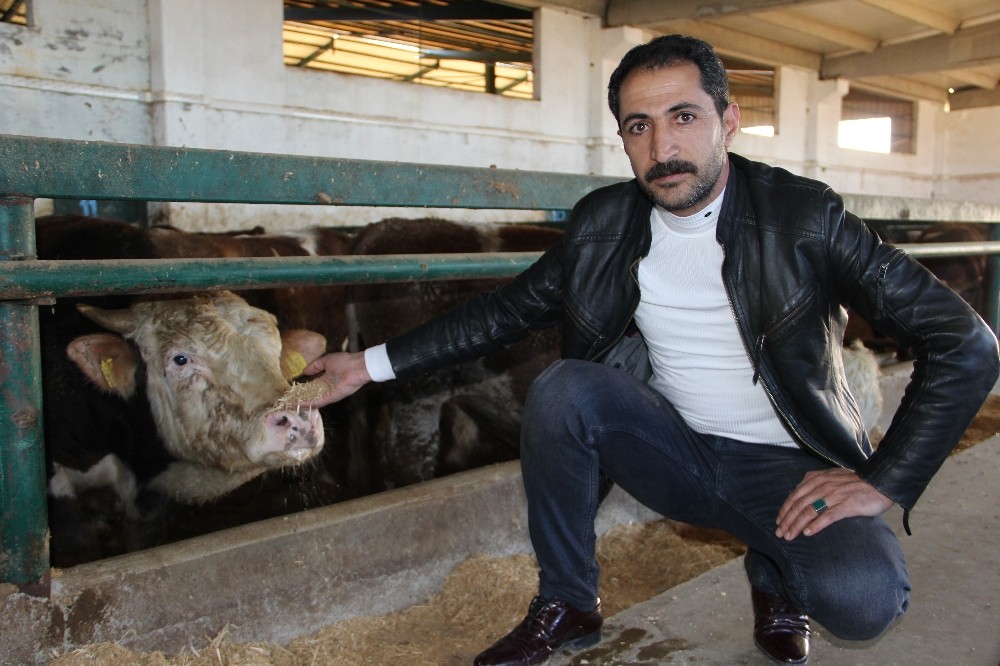 Çiftçilerden hayvanlarına küpe takılmadığı iddiası 