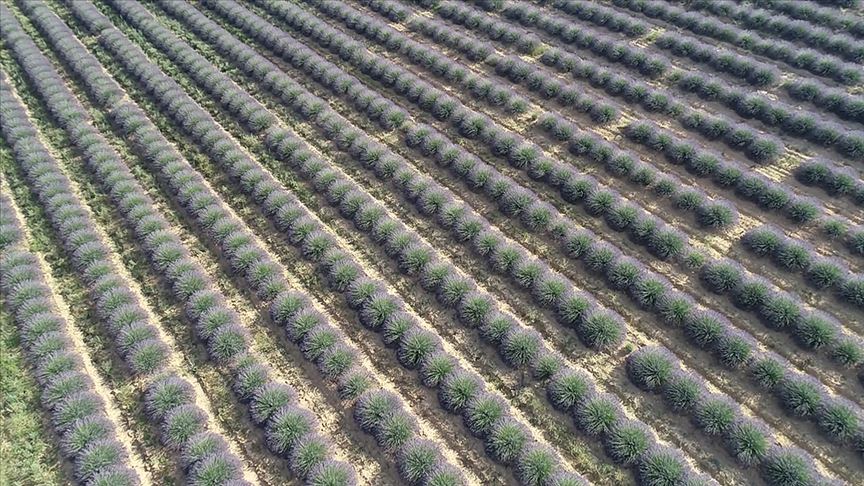 Çiftçilere 200 milyon metrekare Hazine arazisi kiraya verilmesi pilanlanıyor