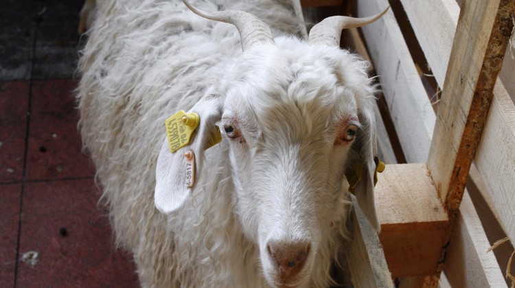 Çiftçilere Ankara keçisi verdiler