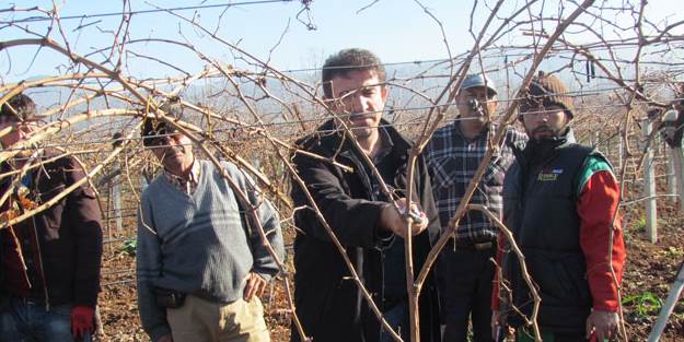 Çiftçilere budama eğitimi verildi