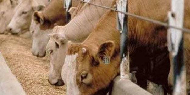 Çiftçilere faizsiz yem kredisi mi var? Tarım Kredi faizsiz yem nasıl alınır?