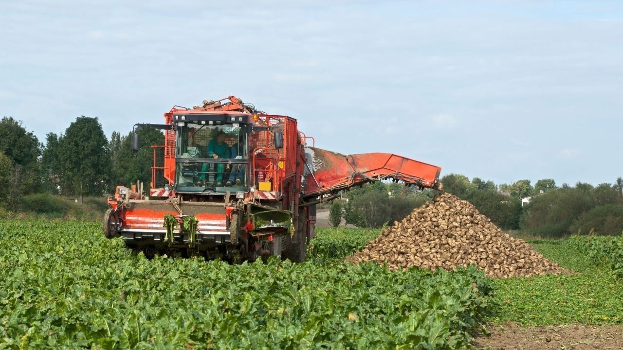 Çiftçilere haber var! Şeker pancarı alım fiyatı belli oldu