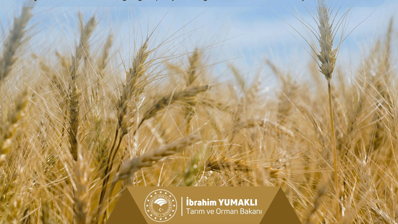 Çiftçilere Müjde! Hububat Desteği Ödemeleri başlıyor