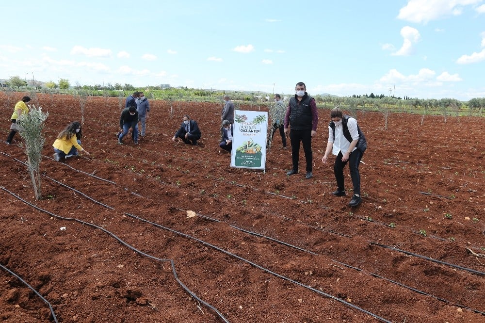 Çiftçilere sağlanan fideler toprakla buluştu 