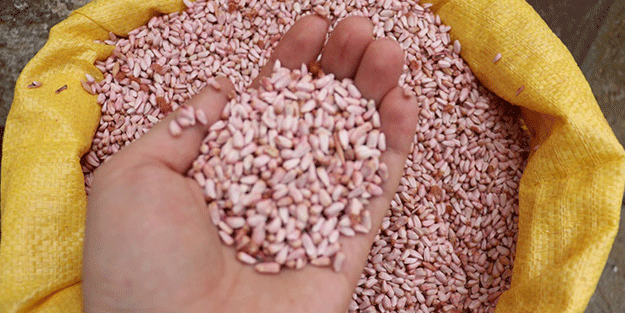 Çiftçilere tamamen ücretsiz dağıtıldı