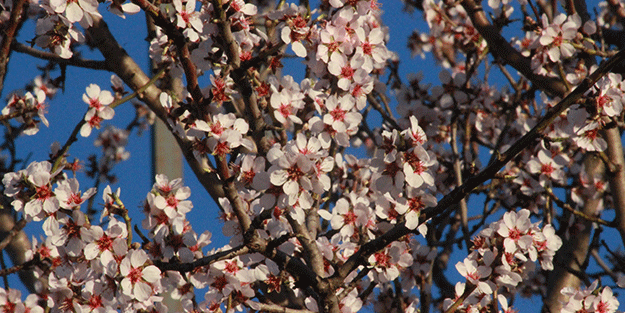 Çiftçileri endişelendiren olay! Ağaçlar çiçek açtı
