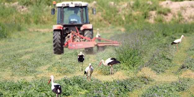 Çiftçilerin hasat yaptığı tarlalarda leylekler de rızıklanıyor
