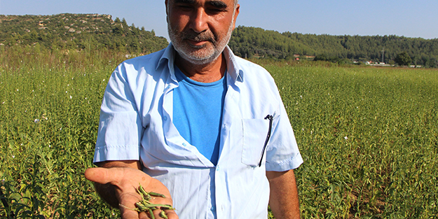 Çiftçilerin korkulu rüyası oldular! Hiçbir ilaç öldürmüyor