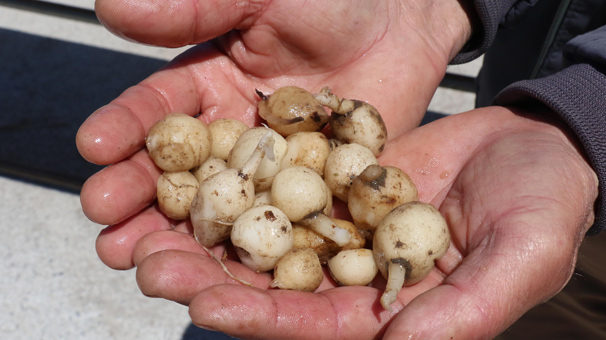 Çiftçilerin yeni gözdesi oldu!