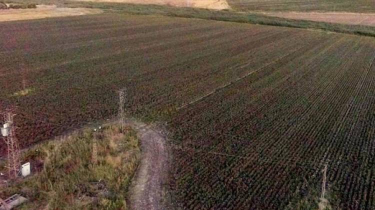 Çiftçinin ‘beyaz altın’ sevinci