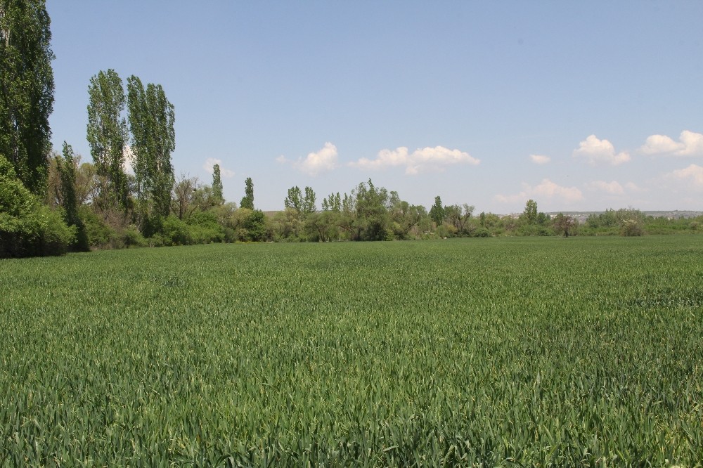Çiftçinin hububat umudu bahara kaldı 