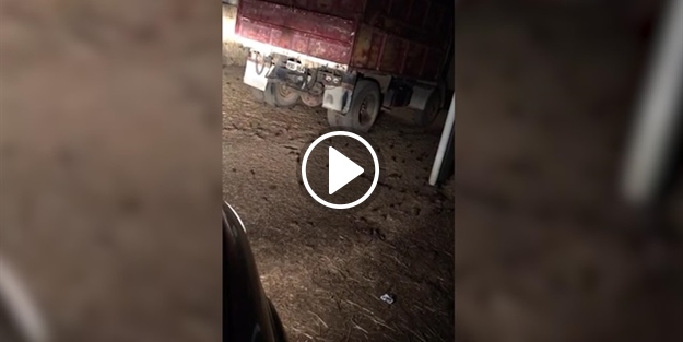 Rahatsız edilen fareler çılgına döndü! İşte o anlar...