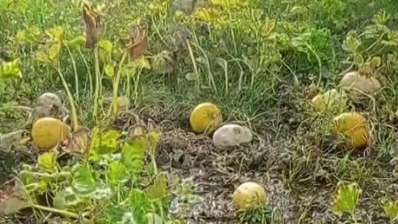 Çiftçinin tarlasını su bastı! Bir yıllık emek heba oldu