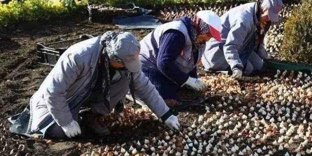 Çiftçinin yaptığı şok etti! Bir koydu iki aldı