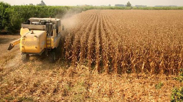 Çiftçinin yeni gözdesi mısır