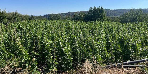 Çiftçinin yüzünü güldüren verimlilik!