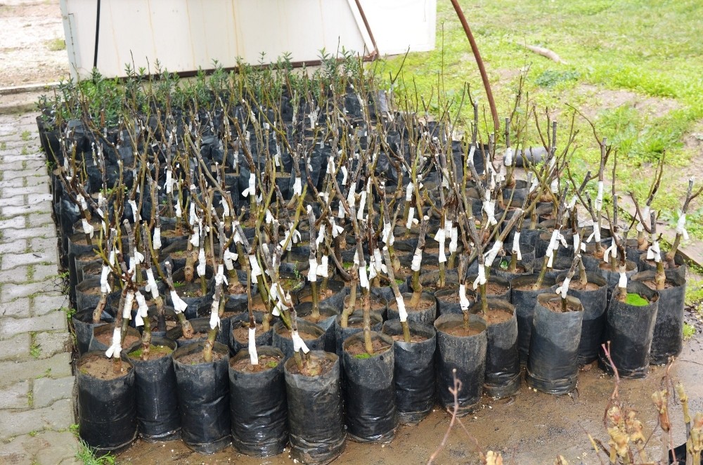 Çiftçisini destekleyen belediye 