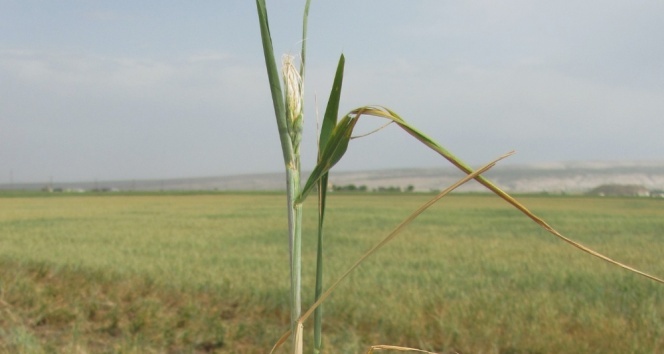 Çiftçiye 31 Mayıs mesajı!