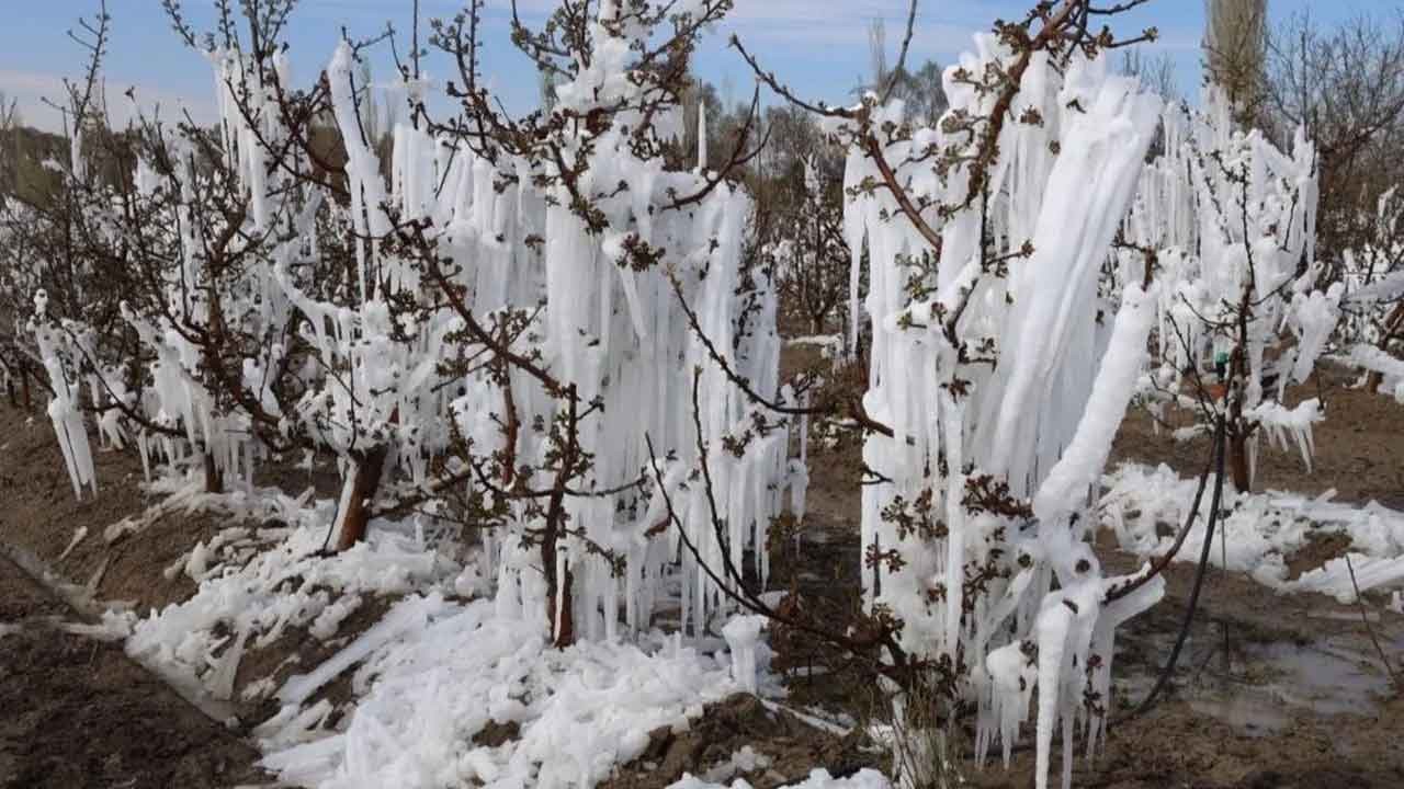 Çiftçiye zirai don uyarısı! Tarım Bakanlığı 7-11 Nisan için teyakkuza geçti!