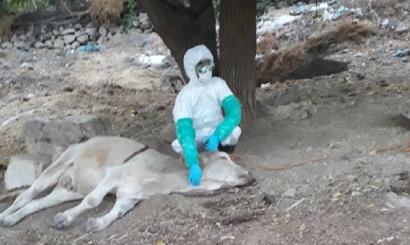 Çiftlik karantinaya alındı! İşte, sebebi