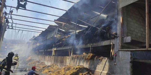  Çiftlik yangını: Tam 223 büyükbaş hayvan telef oldu!