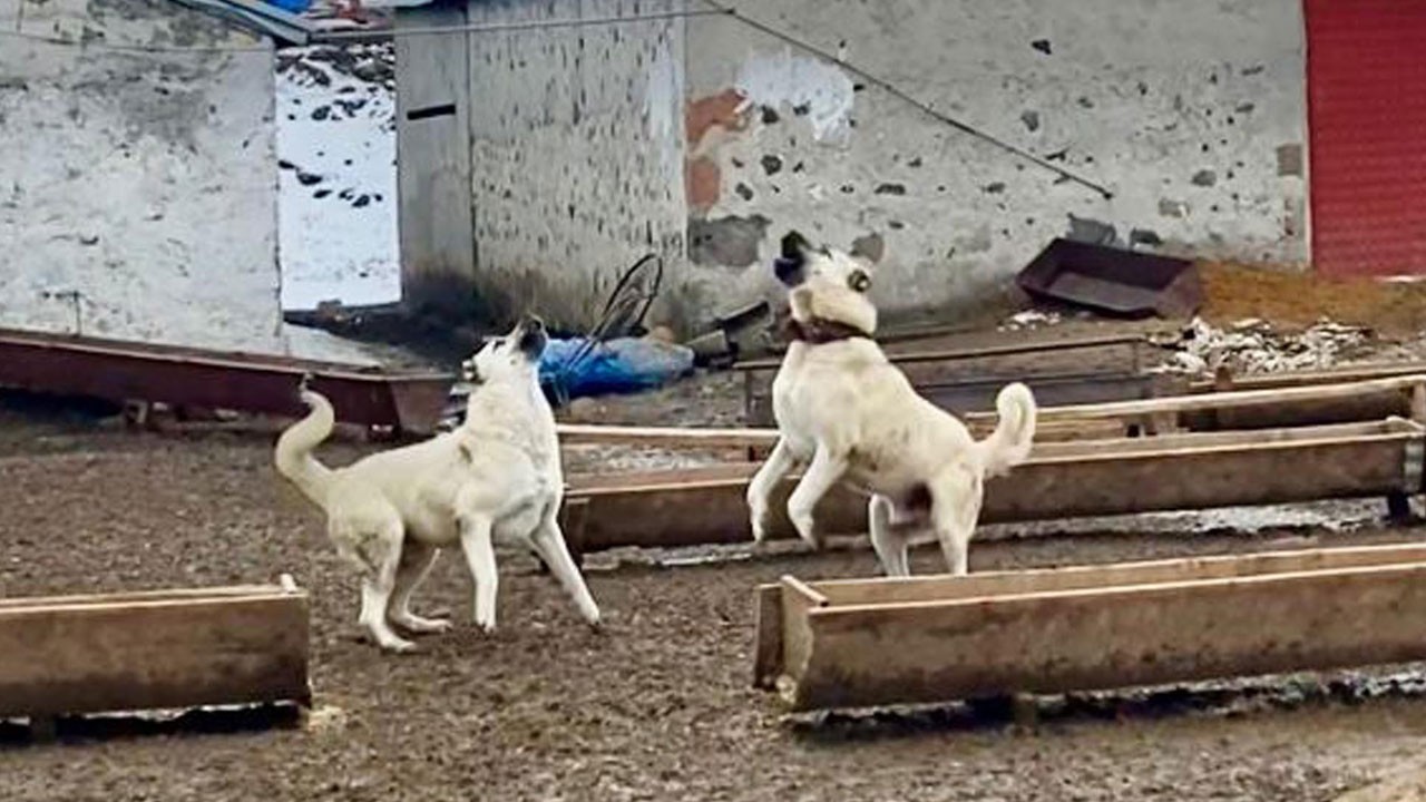 Çiftlikte ilginç anlar! Çoban köpekleri drona böyle meydan okudu