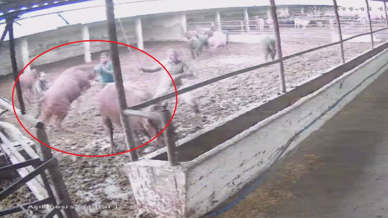 Çiftlikte korku dolu saniyeler! Boğa besiciyi böyle yere savurdu