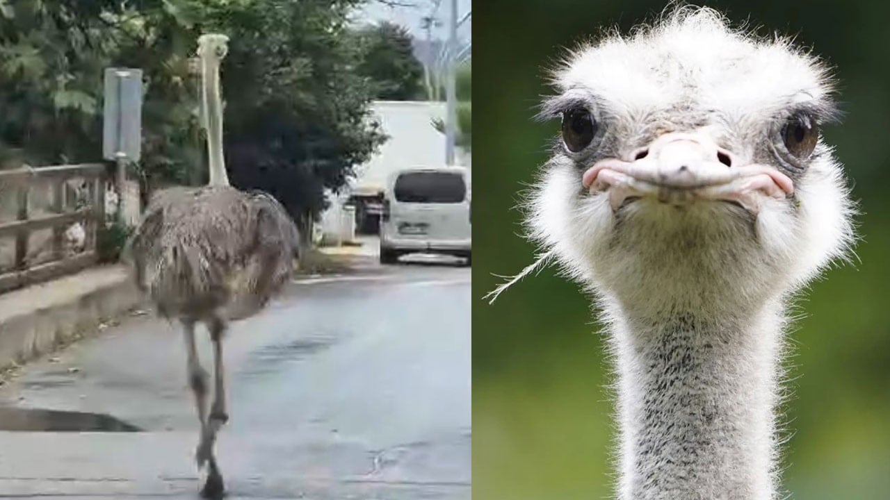 Çiftlikten kaçan deve kuşu trafiği birbirine kattı
