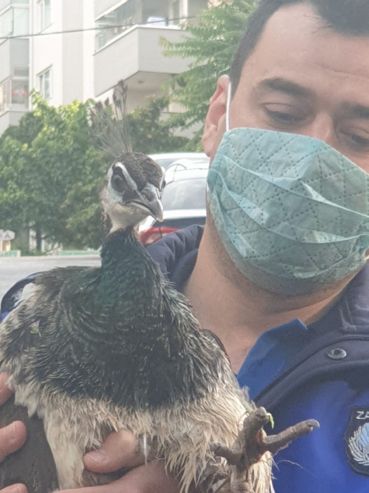 Çiftlikten kaçan tavus kuşu nefes kesen operasyonla yakalandı 