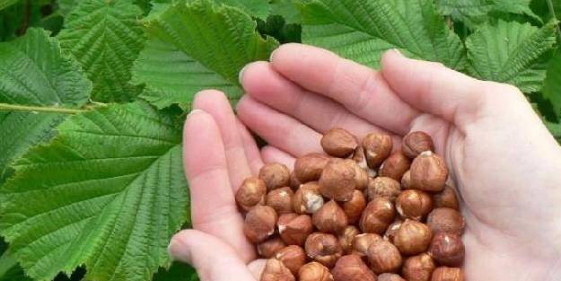 Çiğ fındıkla gelen şifa