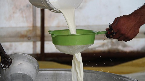 Çiğ süt destek ödemeleri ne zaman yatırılacak?
