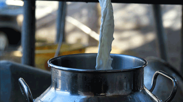 Çiğ süt satışıyla ilgili flaş düzenleme!