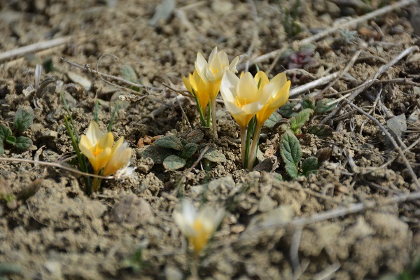 Çiğdemler açtı, bozkır renklendi