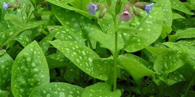 Ciğer otu nedir? Faydaları nelerdir?