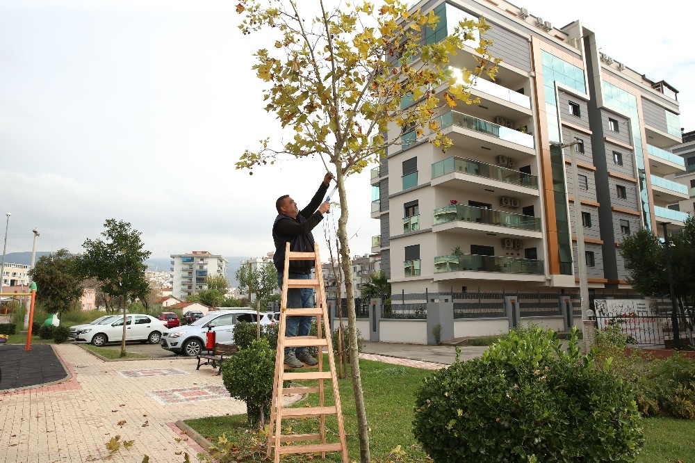 Çiğli’de ömrünü tamamlamış ağaçlar değerlendiriliyor 