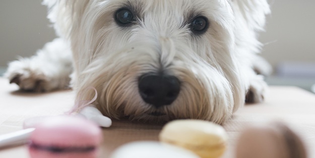 Çikolata köpeklere gerçekten zarar veriyor mu?