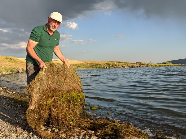 Çıldır Gölü’nde ortaya çıktı! Bu yosun tehlike saçıyor