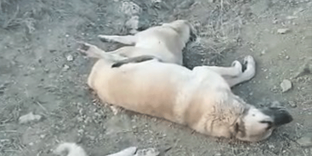 Çileden çıkartan görüntü! Sokak köpeklerini zehirleyip topluca öldürdüler