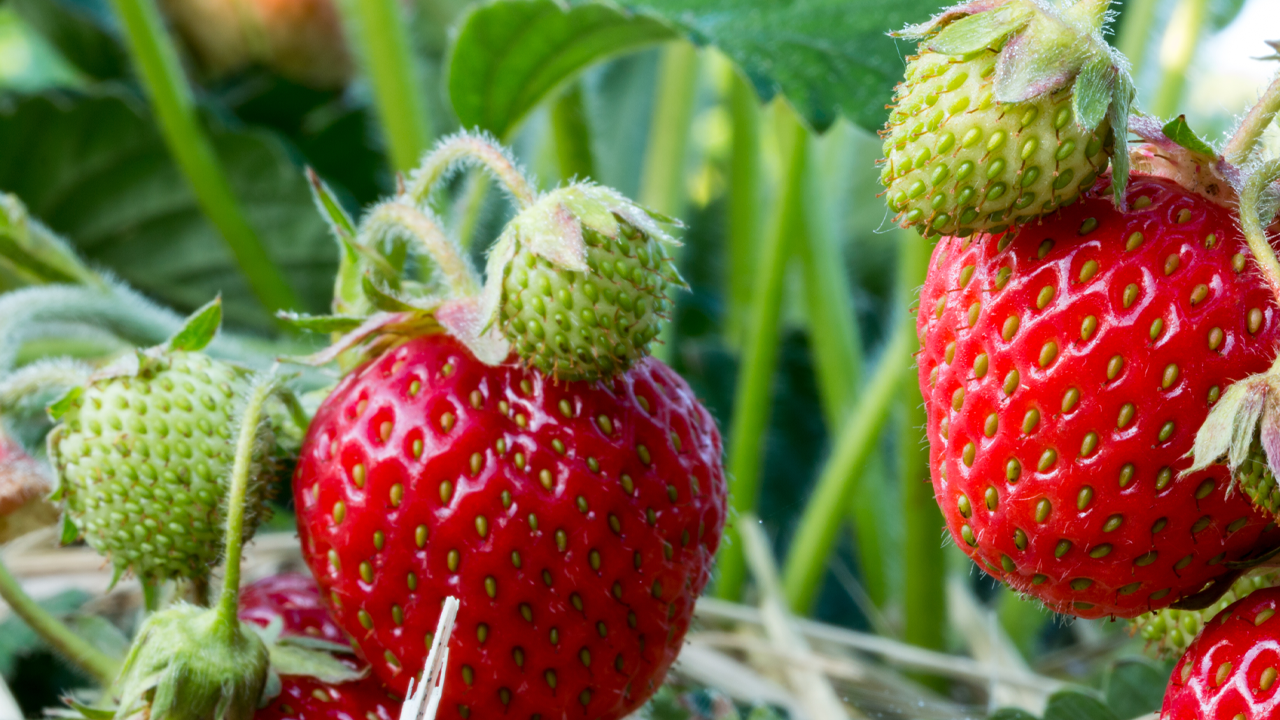 Çileğin Az Bilinen Faydası Ortaya Çıktı