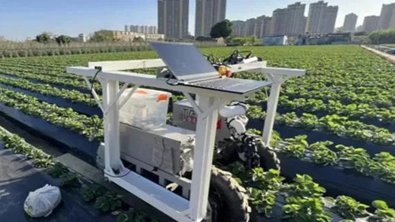 Çilek hasadının teknolojik işçileri: Yapay zekalı robotlar 7/24 tarlada