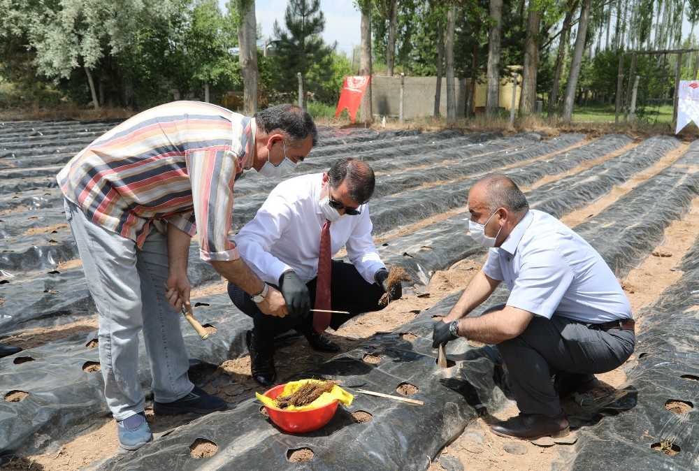 “Çilek tadında yetiştiricilik projesi’’ başladı 