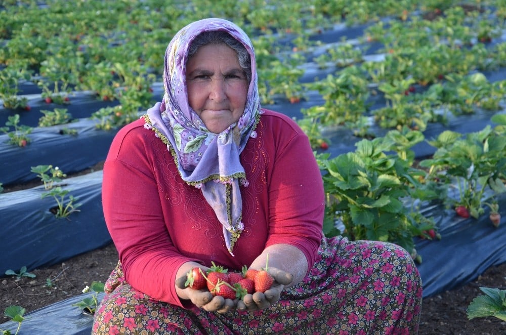 Çilek üretimi çiftçilerin yeni geçim kaynağı oldu 