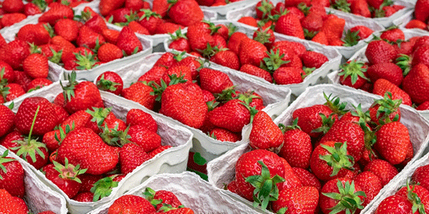 Çilek yiyenler yemeden önce bir kez daha düşünün! Şok etti...