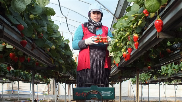 Çilekte 'topraksız tarım' verimi katladı