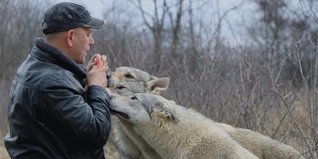 Çılgın aile kurtlarla yaşıyor!